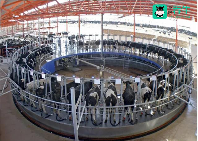 网红完成B轮，行业受资本垂青，全民养牛“全球优质奶源提供商”
