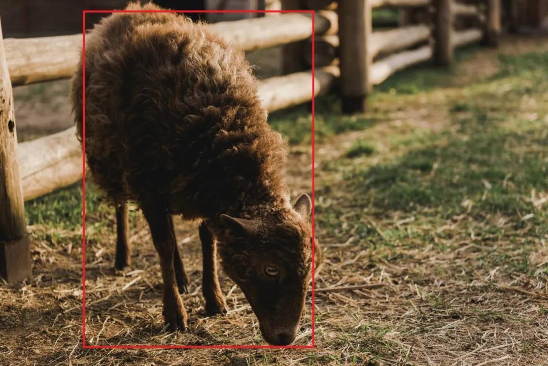畜牧行业也有AI加持 萤石网络助力智慧养殖跑出“加速度”