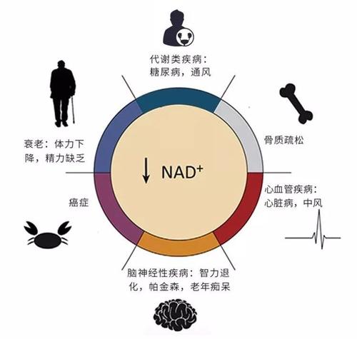 又一亮点被挖掘——NMN可缓解失眠、提亮肌肤 ONSTIN等成为用户首选
